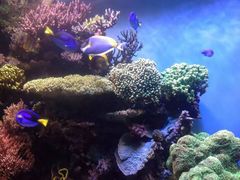 -锦艺城海洋馆