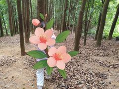 -阳台山森林公园