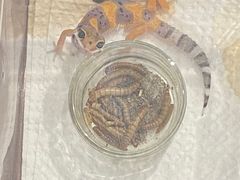 -酷以爬仙阁实体爬宠店·守宫·蜥蜴·专业繁育