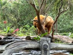 -海南热带野生动植物园