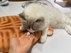 -COLOR PETS 撸猫馆·购猫·猫咖(长风大悦城店)