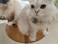 -共舞时光猫咖·狗咖(新街口店)