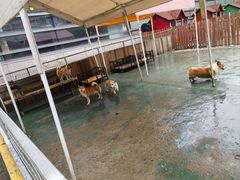 -上海佘山世茂艾美酒店