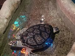 -大连圣亚海洋世界