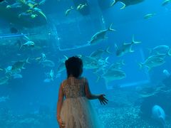 -海棠湾洲际-涛·海底餐厅·美人鱼·自助餐·海底隧道