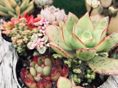 -广东花都香草世界旅游度假区