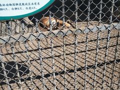 -哈尔滨北方森林动物园