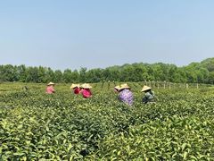 -中国茶叶博物馆(双峰馆区)