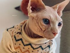 -猫腻·猫咖·撸猫馆(星光大道店)