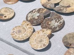 -烟台自然博物馆