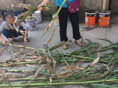 -南汇老顾农家乐采摘大团水蜜桃采摘店