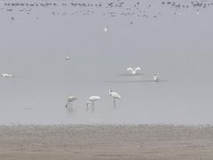 -鄱阳湖国家湿地公园