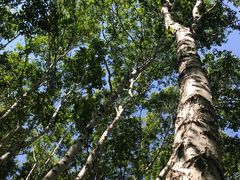 -乌兰布统景区-白桦林