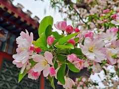 -海棠花溪(元大都城垣遗址公园)