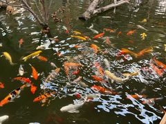 -南宫五洲植物乐园