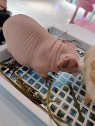 -Moni星球萌宠·小马宝莉·灵蛇·高端高阶全萌宠互动体验俱乐部(红豆国际广场店)