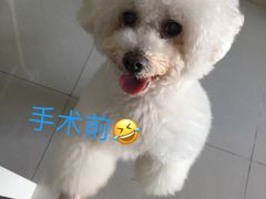 -瑞鹏宠物医院华南总院·夜诊·心脏科·骨科