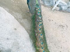 -东部华侨城