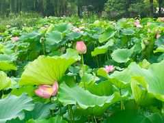 -荷塘月色湿地公园·向阳花洲