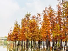 -白鹭湾湿地公园