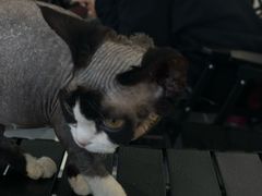 -琪喵猫屋·撸猫猫咖·猫舍