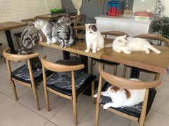 -平行世界·猫咖(首经贸店)