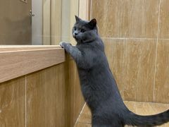 -瑞派名望24h动物医院异宠专科·猫专科·骨科·重症监护分院