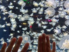 -太平洋海底世界