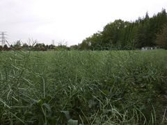 -桤木河湿地公园