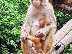 -西双版纳原始森林公园