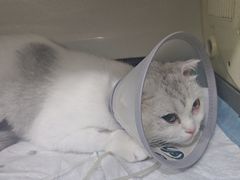 -瑞派名望志远动物医院·猫科·內科·异宠专科(直港大道店)