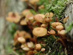 -五营红松林海景区