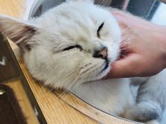 -飞行喵MR PILOT|猫舍·猫咖(静安大融城店)