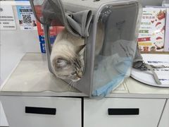 -四月宠物医院·猫专科·心脏专科·内科(转塘店)