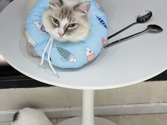 -怪兽屋·羊驼·猫咖·狗咖(俊华广场店)