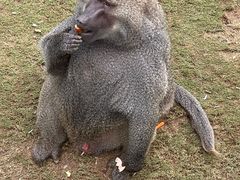 -西霞口神雕山野生动物世界