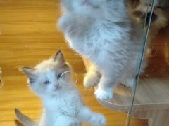 -猫十亿·布偶金渐层·曼基康矮脚猫舍(青年路店)