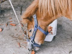 -秀丽东方