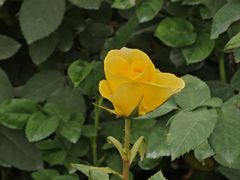 -香蜜公园