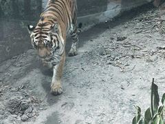 -成都动物园