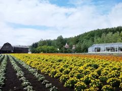 -富田农场
