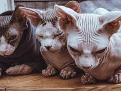 -猫小院猫主题咖啡厅(北锣店)