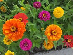 -莲花山花海