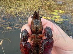 -同銮特种养殖场·龙虾垂钓