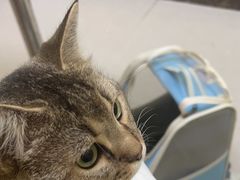 -瑞鹏宠物医院·骨科·猫科·内科(第一中心)
