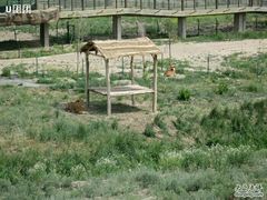 -新疆天山野生动物园