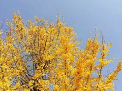 -萝鸡思味秘制泡菜(万家丽店)