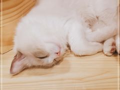 -屋虎猫馆(宝安大仟里店)