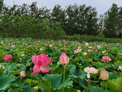 -池杉湖湿地公园