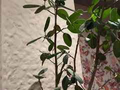 -Laures·月桂西班牙碳烤餐厅(十尚坊店)